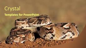  Presentation with ready - PPT theme featuring close-up-of-a-curled background and a coral colored foreground