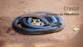  Presentation with black - Colorful presentation theme enhanced with close-up-of-a-curled backdrop and a coral colored foreground