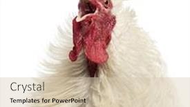  Presentation with feathered - PPT layouts with close up of a curly feathered rooster crowing isolated on white background and a soft green colored foreground