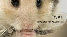  Presentation with cut - Cool new slide set with close up of a cut hamster in front of a white background praying backdrop and a mint green colored foreground