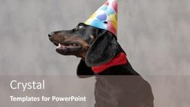  Presentation with cute birthday - Audience pleasing slide deck consisting of close up of a cute teckel puppy dog with birthday hat sitting and looking aside with deep look on his face against gray studio background backdrop and a gray colored foreground