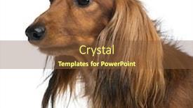  Presentation with dachshund - Audience pleasing theme consisting of close-up of a dachshund 4 years old against white background backdrop and a tawny brown colored foreground