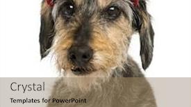  Presentation with dachshund - Slide deck enhanced with close-up of a dachshund wearing a cap 15 years old isolated on white background and a coral colored foreground