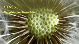  Presentation with dandelion - Presentation theme featuring close-up-of-a-dandelion background and a tawny brown colored foreground