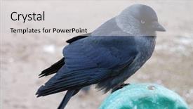  Presentation with bench vise - Slide deck with close up of a daw background and a light gray colored foreground