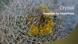  Presentation with bloom - PPT layouts consisting of close-up-of-a-desert background and a gray colored foreground