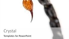  Presentation with drop - PPT theme having close-up-of-a-drop background and a white colored foreground