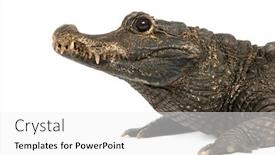  Presentation with crocodile - Audience pleasing slide deck consisting of close-up-of-a-dwarf backdrop and a white colored foreground