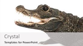  Presentation with crocodile - PPT theme with close-up-of-a-dwarf background and a white colored foreground
