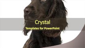  Presentation with puppy english cocker spaniel - Cool new presentation with up of a english cocker backdrop and a tawny brown colored foreground