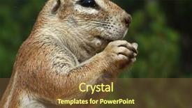  Presentation with kalahari - Slide set enhanced with close-up of a feeding ground squirrel xerus inaurus kalahari south africa background and a tawny brown colored foreground