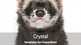  Presentation with silver fern black white flag - Amazing slides having close-up of a ferret backdrop and a dark gray colored foreground