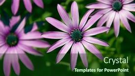  Presentation with purple - Presentation theme having close-up-of-a-few background and a forest green colored foreground