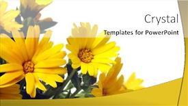  Presentation with purple - Slides featuring close-up-of-a-few background and a white colored foreground