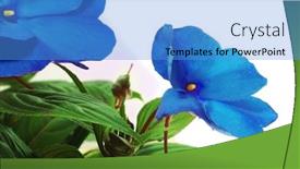  Presentation with blue - Cool new presentation theme with close-up-of-a-few backdrop and a teal colored foreground