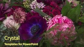  Presentation with lilac flower - Beautiful slide set featuring close-up of a flower backdrop and a tawny brown colored foreground