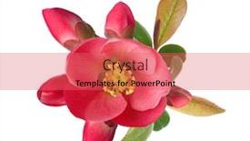  Presentation with leaves - Slide deck enhanced with close-up-of-a-flowering background and a coral colored foreground