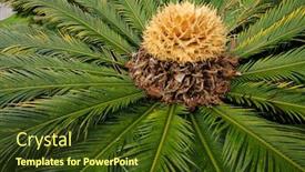  Presentation with plant - PPT theme consisting of close-up-of-a-flowering background and a tawny brown colored foreground