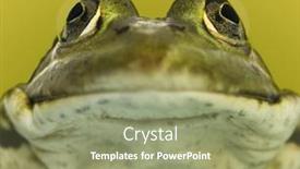  Presentation with frog - Colorful presentation enhanced with close-up-of-a-frog backdrop and a mint green colored foreground