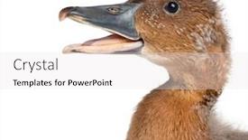 Presentation with duck - PPT layouts featuring close-up-of-a-fulvous background and a white colored foreground