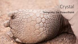  Presentation with tortoise - PPT layouts having close-up-of-a-galapagos background and a lemonade colored foreground