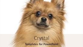  Presentation with german - Theme consisting of close-up of a german spitz 1 year old isolated on white background and a coral colored foreground