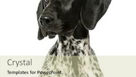 Presentation with german shorthaired pointer - Beautiful slide deck featuring close-up-of-a-german backdrop and a soft green colored foreground