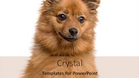  Presentation with german - Audience pleasing theme consisting of close-up-of-a-german backdrop and a gold colored foreground