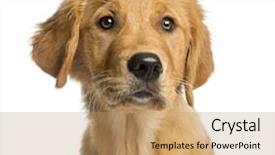  Presentation with green gold and white - Slides enhanced with close-up of a golden background and a  colored foreground