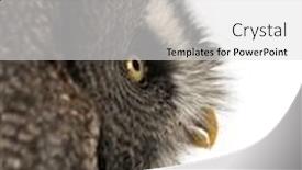  Presentation with gray - PPT layouts consisting of close-up-of-a-great background and a light gray colored foreground