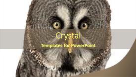  Presentation with gray - Colorful PPT layouts enhanced with close-up-of-a-great backdrop and a violet colored foreground