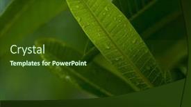  Presentation with dew drop - Presentation design featuring close up of a green leaf with dew drop an abstract nature background blur background and a tawny brown colored foreground