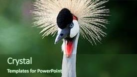  Presentation with crane - Audience pleasing theme consisting of close-up of a grey crowned crane balearica regulorum backdrop and a tawny brown colored foreground