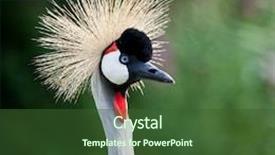  Presentation with crane - PPT layouts featuring close-up of a grey crowned crane balearica regulorum background and a tawny brown colored foreground