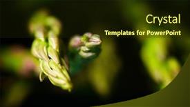  Presentation with asparagus - Slide deck featuring close-up-of-a-group background and a  colored foreground