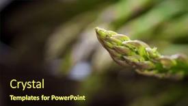  Presentation with asparagus - Slide set consisting of close-up-of-a-group background and a wine colored foreground