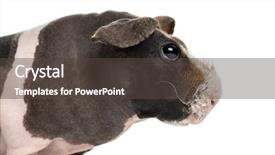  Presentation with guinea pig - Colorful presentation design enhanced with close-up of a hairless backdrop and a tawny brown colored foreground