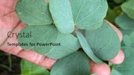  Presentation with gold leaves - PPT theme featuring close-up-of-a-hand and a seafoam green colored foreground