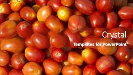  Presentation with plantation tomatoes - Colorful slide set enhanced with close-up-of-a-heap backdrop and a crimson colored foreground