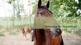  Presentation with sunshine - Beautiful presentation design featuring close-up-of-a-horse backdrop and a mint green colored foreground