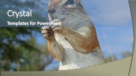  Presentation with kalahari - PPT layouts enhanced with close-up of a inquisitive ground squirrel xerus inaurus kalahari south africa background and a teal colored foreground