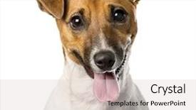  Presentation with russell - Presentation featuring close-up of a jack background and a light gray colored foreground