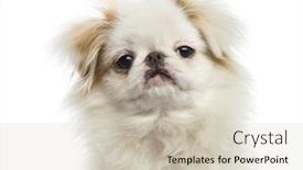  Presentation with pink and white roses shabby chic country - Slides consisting of close-up-of-a-japense background and a soft green colored foreground