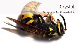  Presentation with yellow - Presentation having close-up-of-a-killed background and a white colored foreground