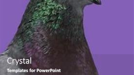  Presentation with king - PPT layouts consisting of close-up-of-a-king background and a dark gray colored foreground