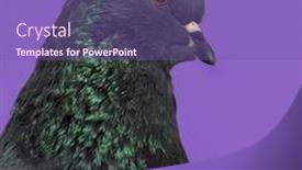  Presentation with king - Beautiful PPT layouts featuring close-up-of-a-king backdrop and a violet colored foreground