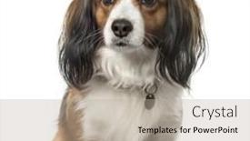  Presentation with old - Presentation design featuring close-up-of-a-kooikerhondje background and a mint green colored foreground