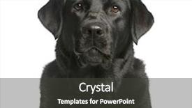  Presentation with close up of judo judo - Audience pleasing slides consisting of close-up of a labrador backdrop and a dark gray colored foreground