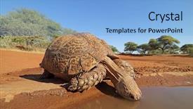  Presentation with drinking water - Presentation theme enhanced with close-up of a leopard background and a light blue colored foreground