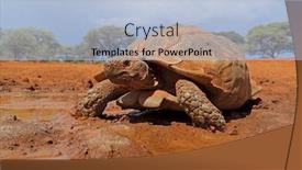 Presentation with tortoise - Colorful PPT theme enhanced with close-up-of-a-leopard backdrop and a light blue colored foreground